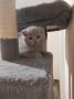 Британски късокосмести котки, снимка 11