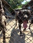 Мъжко куче-пазач, снимка 3