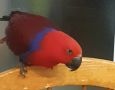 Продавам Еклектус- говорящ папагал, снимка 4