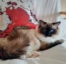 Рагдол женско коте с родословие / Ragdoll cats / Регдол коте, снимка 1