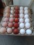 Домашни оплодени яйца, снимка 2