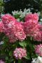 Хортензия Червен Диамант, Hydrangea paniculata Diamond Rouge, за супер слънце, снимка 1