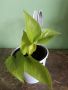 Епипремнум Golden Pothos , снимка 2