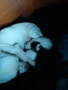 Продавам чихуахуа, снимка 17