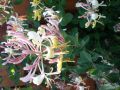 Лоницера - втори вид, снимка 1 - Градински цветя и растения - 45540498