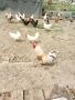 Пилета и разплодни яйца, снимка 1 - Кокошки и пуйки - 45571281