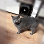 Син британец British Shorthair – 9 месеца, снимка 5