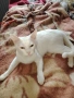 Бяло мъжко коте на 9 месеца , снимка 4