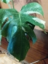 Monstera Tha, снимка 2