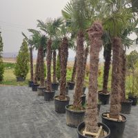палми Трахикарпус , снимка 5 - Градински цветя и растения - 45210285