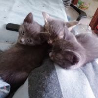 две сиви котенца момичета търсят семейство , снимка 2 - Руска синя котка - 45626946