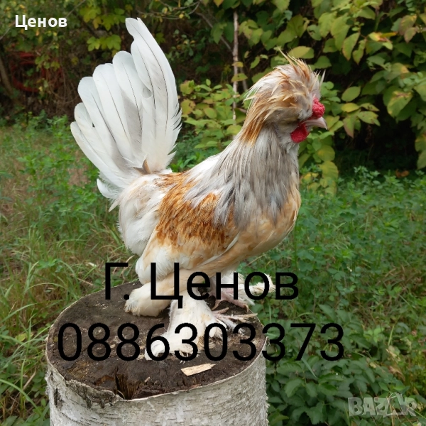 Чифтове струмски бантам, снимка 1