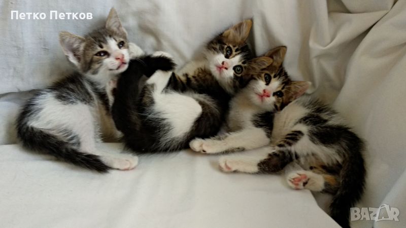 Подарявам 3 котенца-момченца на два месеца, снимка 1