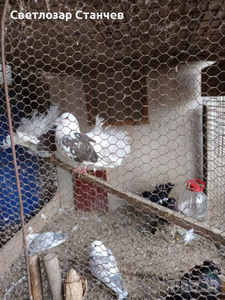 кускумрийки видове, снимка 1