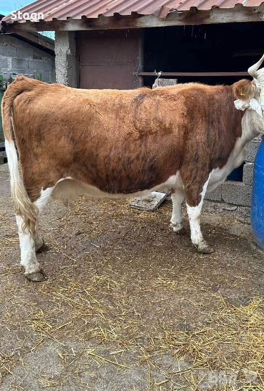 Продавам Крава за Клане, снимка 1