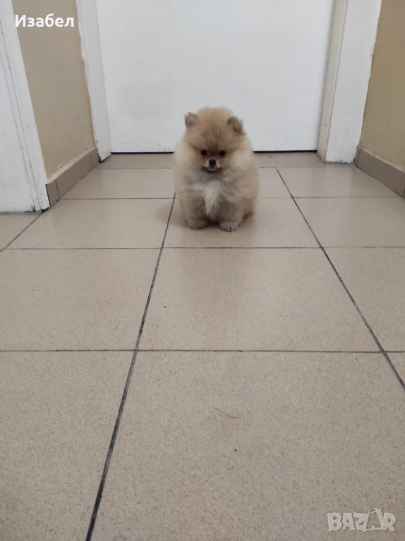 Женски померан , снимка 1
