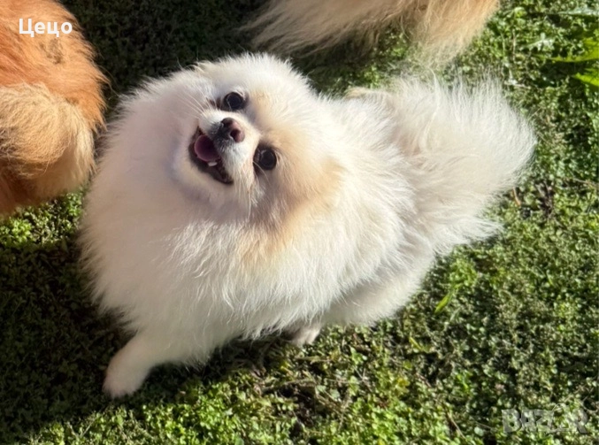 Померан момиче, снимка 1