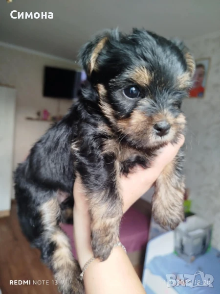 Бебе Йорки, снимка 1