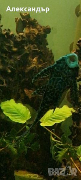 Parnaibae Sailfin Pleco

20см., снимка 1