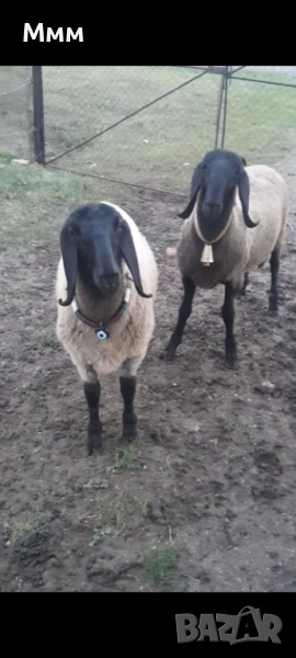 Плевенски , снимка 1