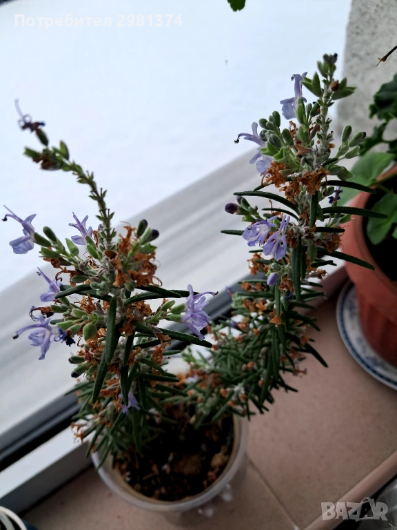 Розмарин, снимка 1