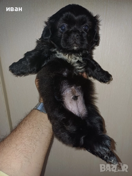 пекинез,мъжки,пекинези, снимка 1