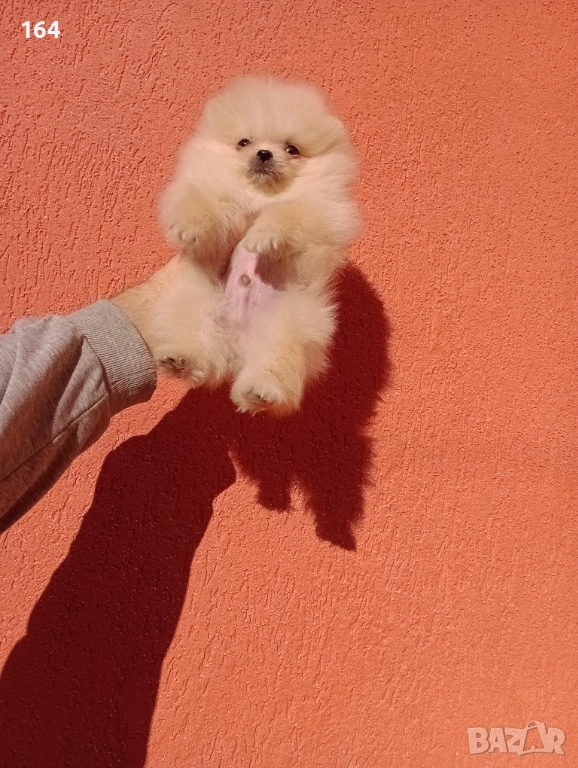 Мини момиче. Померан., снимка 1