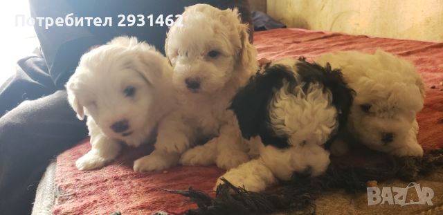 BICHON FRIZE--PRODADENY !!!!, снимка 6 - Болонка - 45136327