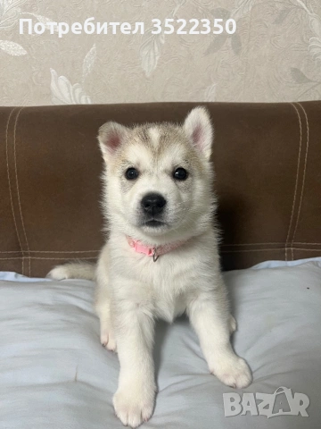 Бебета порода сибирско хъски –  за резервации , снимка 8 - Хъски - 53287534