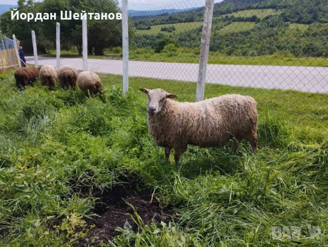 Овце с кочове Мутон Шароле, снимка 3 - Овце - 45649549