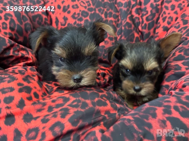 Мини йоркширски териерчета, снимка 2 - Йоркширски териер - 53721399