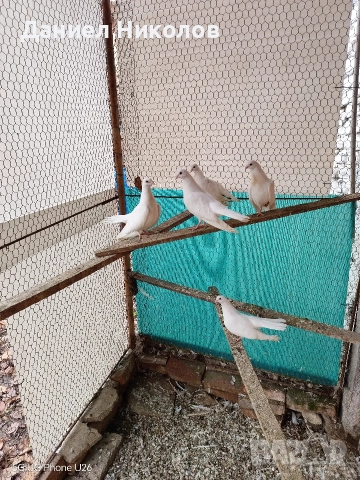 Продавам млади старозагорски бели гълъби високолетачи , снимка 5 - Гълъби - 52881884