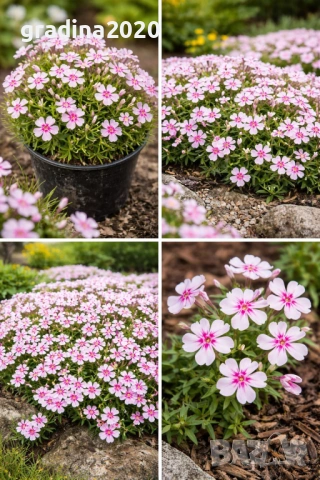 Флокс субулата (Phlox subulata) – пълзящ флокс, снимка 6 - Градински цветя и растения - 27198088