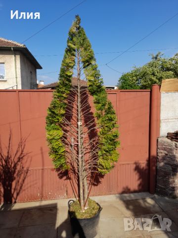 Кипарис с оформление тип листо, снимка 17 - Градински цветя и растения - 45248882