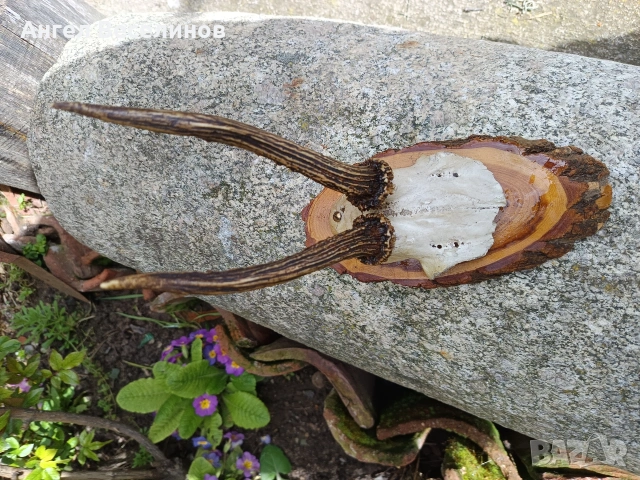 рога от сръндак, снимка 2 - Колекции - 54087582