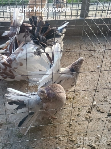 Фенерлии , снимка 15 - Гълъби - 52369192