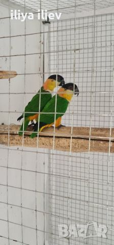 Две  двойки папагали ( кайка ), снимка 2 - Папагали - 45809547