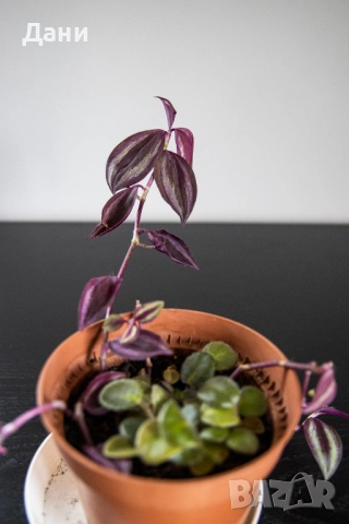 🌸 Африканска теменужка с розов цвят + Традесканция Зебрина – 2 растения в 1 саксия 🌿, снимка 11 - Стайни растения - 52060798