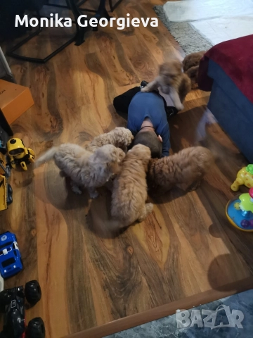 Продавам Пуделчета , снимка 5 - Пудели - 52693999