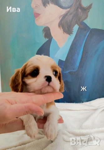 кавалер кинг чарлз шпаньол, снимка 15 - Кавалер кинг чарлз шпаньол - 52039746