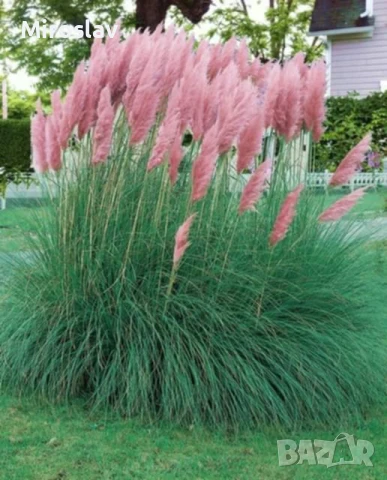 Кортадерия -Пампаска трева, снимка 3 - Градински цветя и растения - 50616332