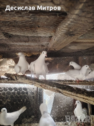 Гълъби, снимка 14 - Гълъби - 54093469