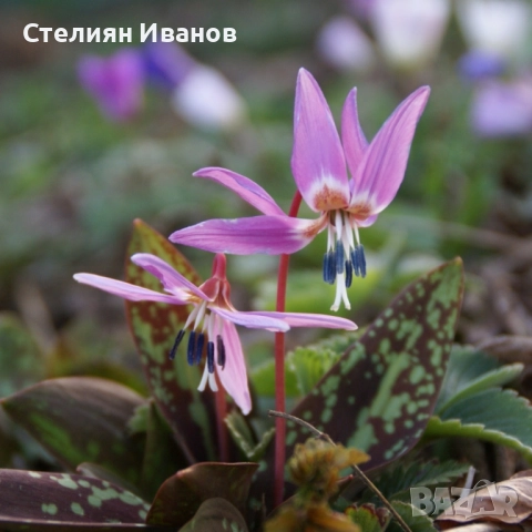 Самодивско цвете, конски зъб, кучешки зъб, еритрониум (Erythronium dens-canis) – грудки, снимка 2 - Сортови семена и луковици - 52371844