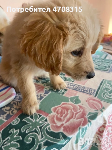 Голдън ретривър  момченце, снимка 5 - Голдън ретривър - 53689470