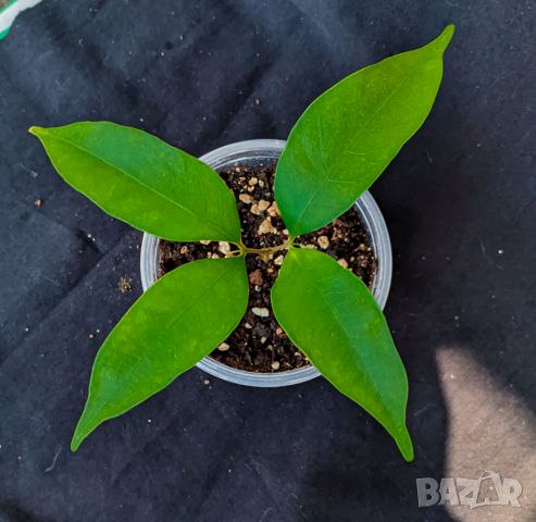 ЛИЧИ - малки дръвчета фиданки - Litchi Mauritius - екзотичен плод - витаминозна бомба, снимка 2 - Разсади - 46255423