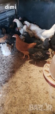 Пилета селски дворни , снимка 2 - Кокошки и пуйки - 46392484