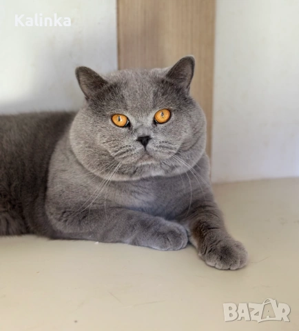 Чистокръвен мъжки британец за разплод, снимка 17 - Търси партньор - 41953795