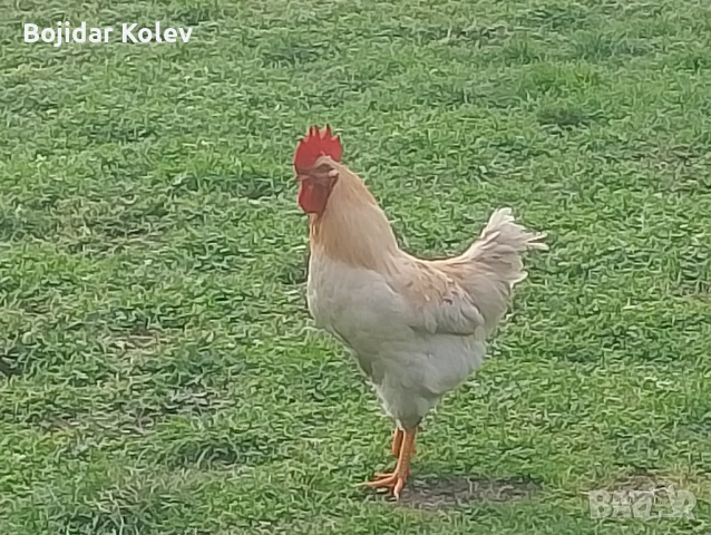 Млади петли, снимка 3 - Кокошки и пуйки - 53131391