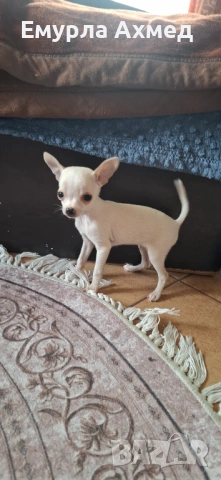 Мъжко бяло чихуахуа, снимка 6 - Чихуахуа - 53526810