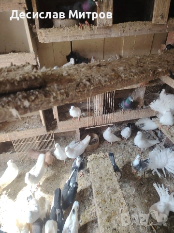 Гълъби, снимка 10 - Гълъби - 54093469